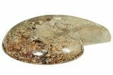 Cut Ammonite Fossil From Madagascar - Crystal Pockets! #207125-2